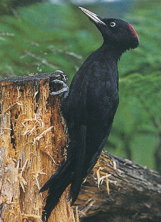 Datel černý (Dryocopus martius)