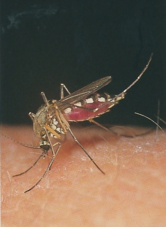 Komár